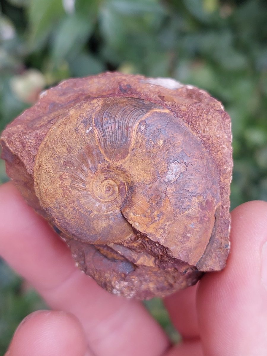 Fossile d'Ammonite Pleydelia - Boutique suisse de minéraux du monde & lithothérapie