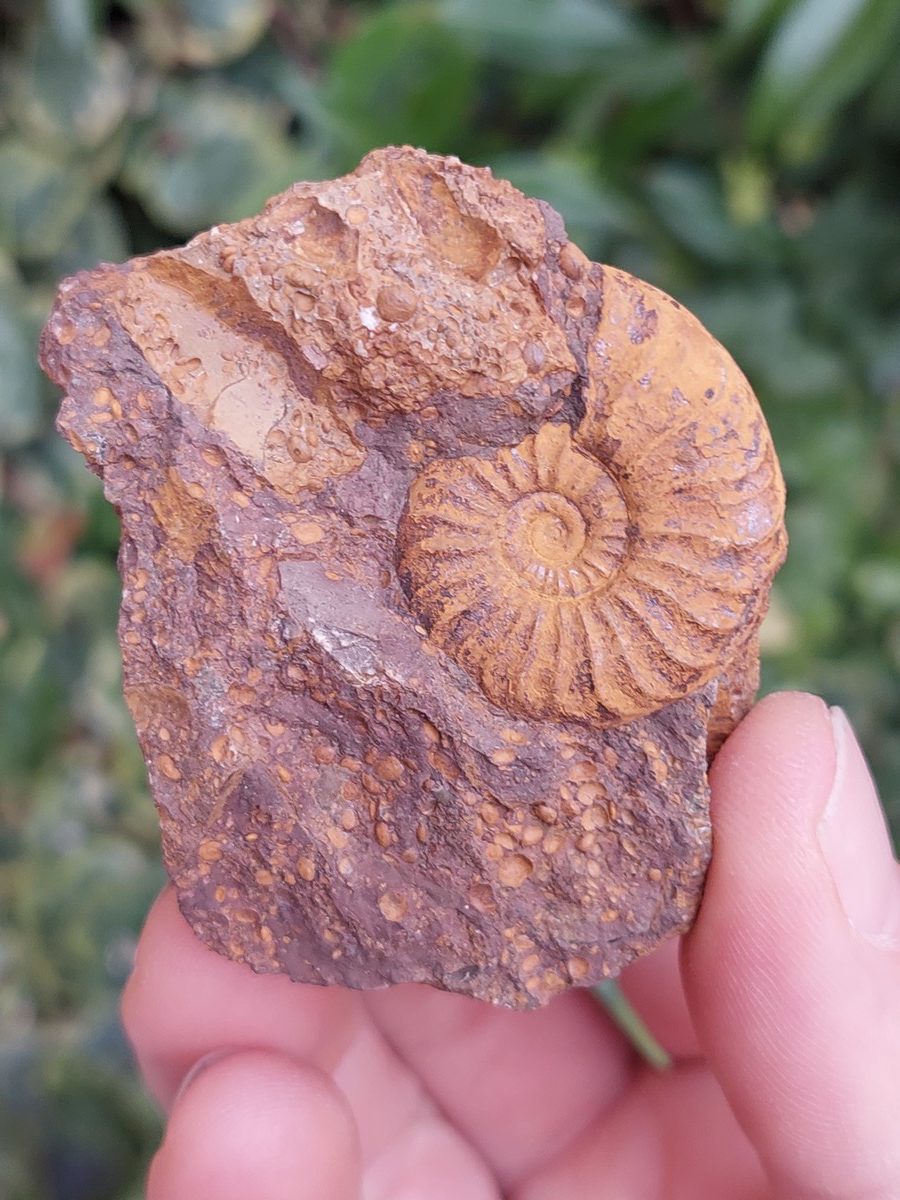 Fossile d'Ammonite Pleydelia - Boutique suisse de minéraux du monde & lithothérapie