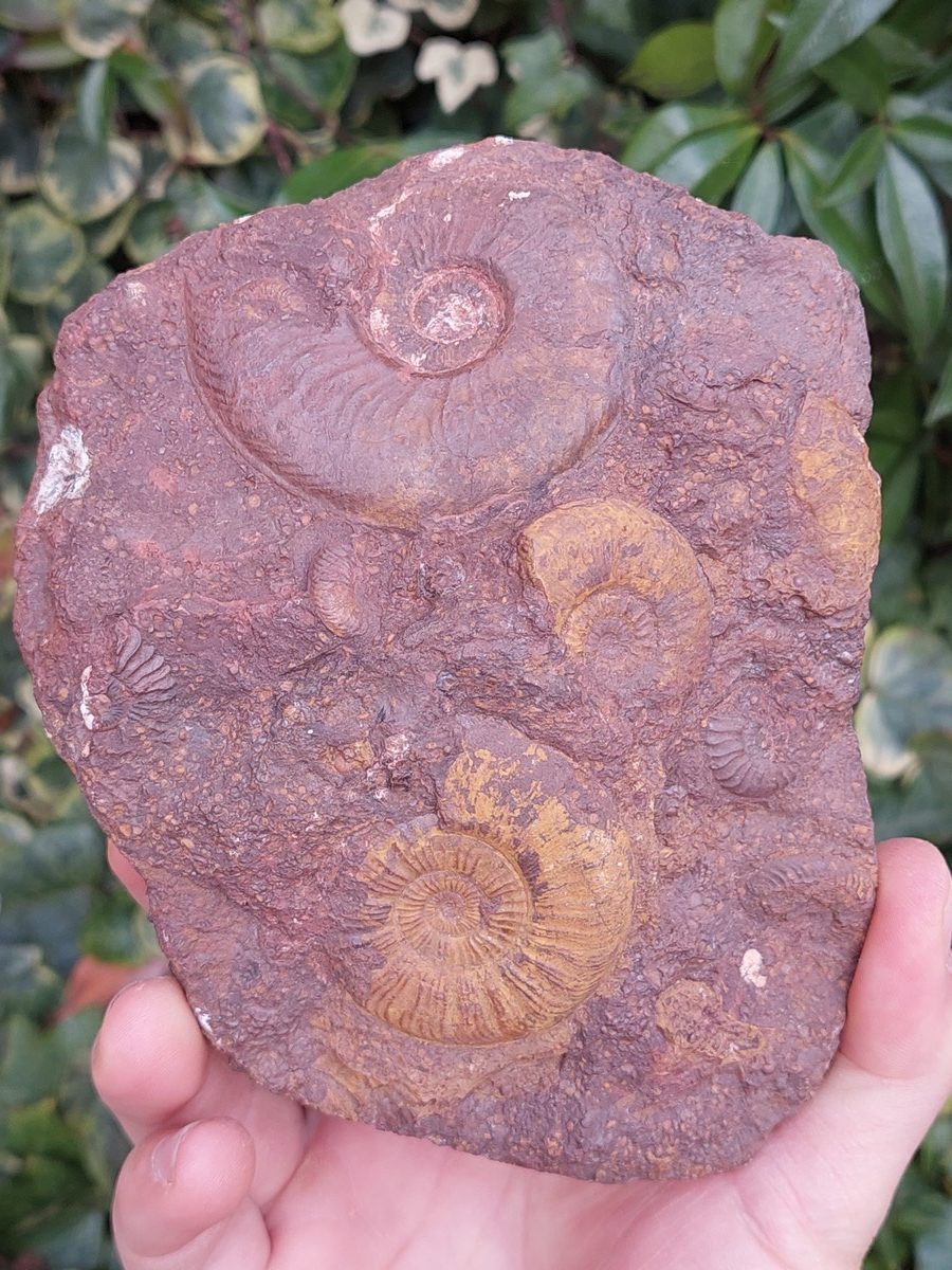 Fossile d'Ammonite Pleydelia - Boutique suisse de minéraux du monde & lithothérapie