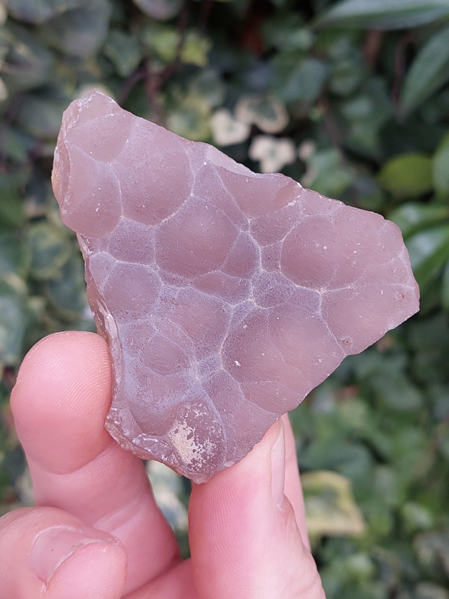 Bois Fossile botryoidal Calcédoine | Boutique suisse de pierres brutes