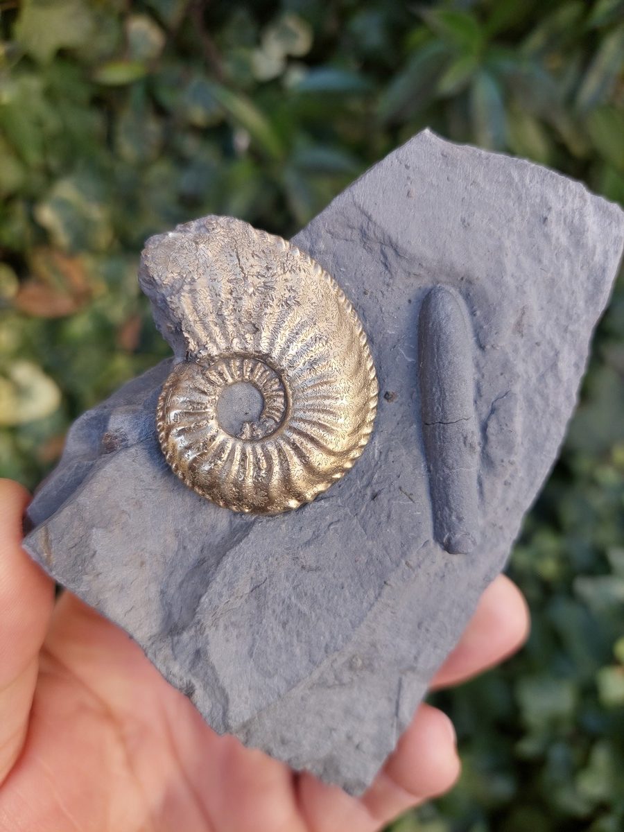 Fossile d'Ammonite pyritisée de France | Boutique suisse de pierres de collection