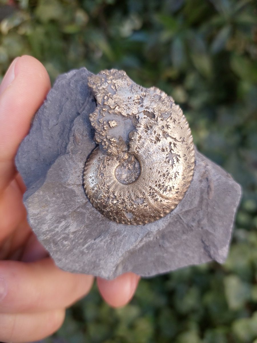 Fossile d'Ammonite pyritisée de France | Boutique suisse de pierres de collection