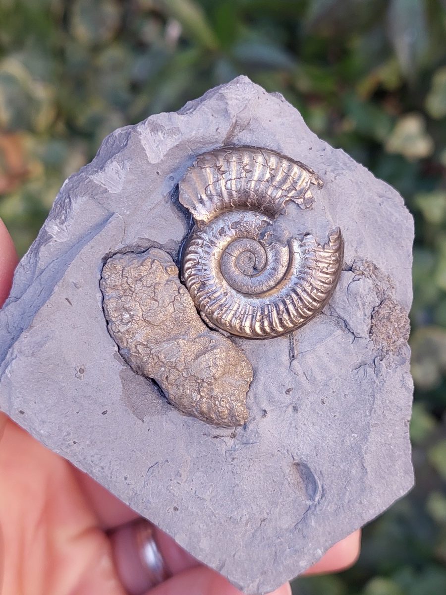 Fossile d'Ammonite pyritisée de France | Boutique suisse de pierres de collection