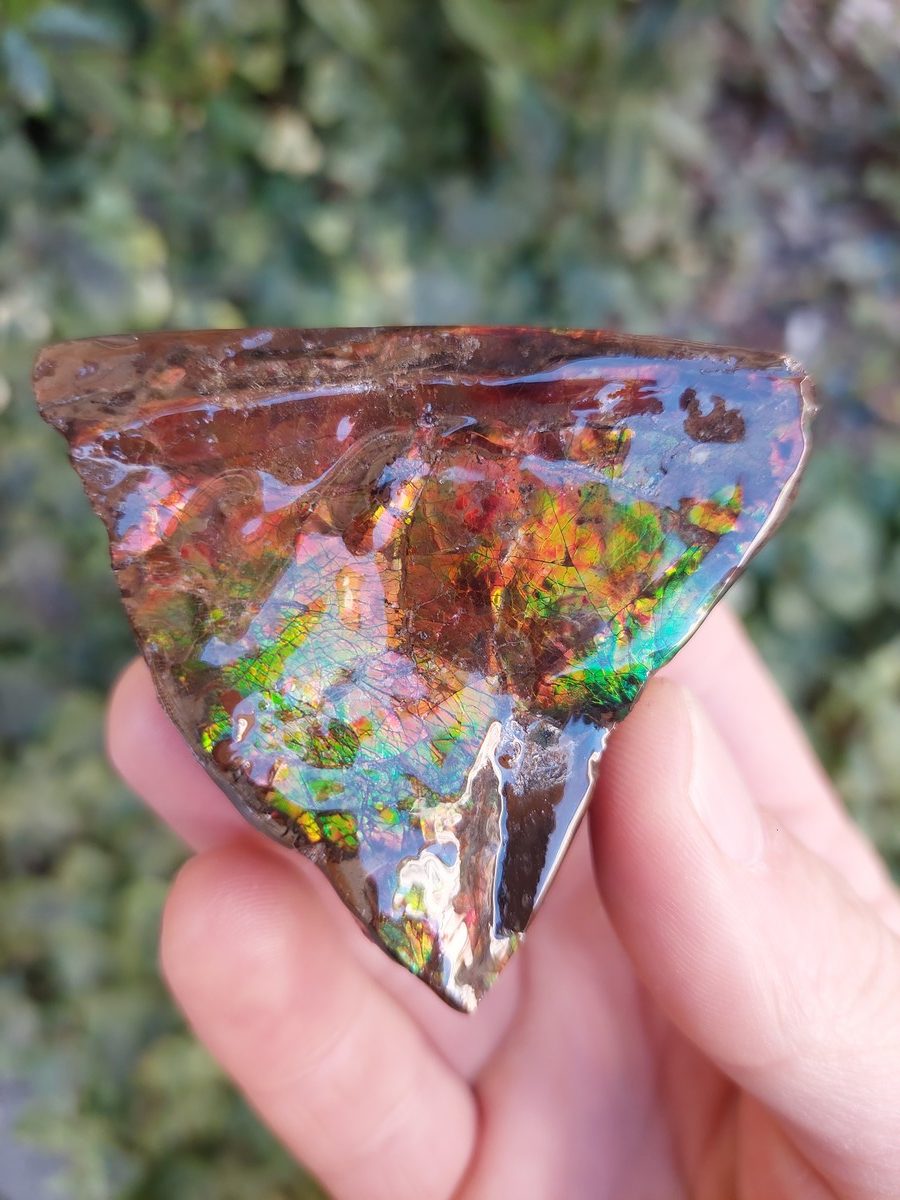 Ammolite brute du Canada | Boutique suisse Lithothérapie & minéraux du monde