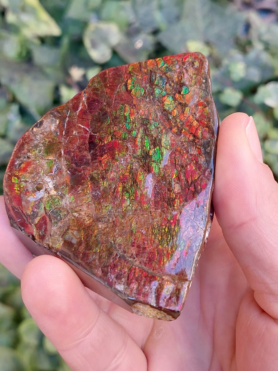 Ammolite brute du Canada | Boutique suisse Lithothérapie & minéraux du monde