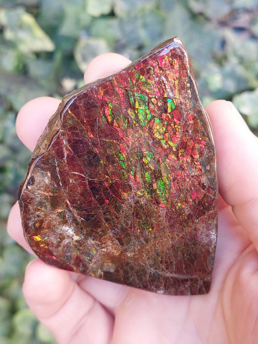 Ammolite brute du Canada | Boutique suisse Lithothérapie & minéraux du monde
