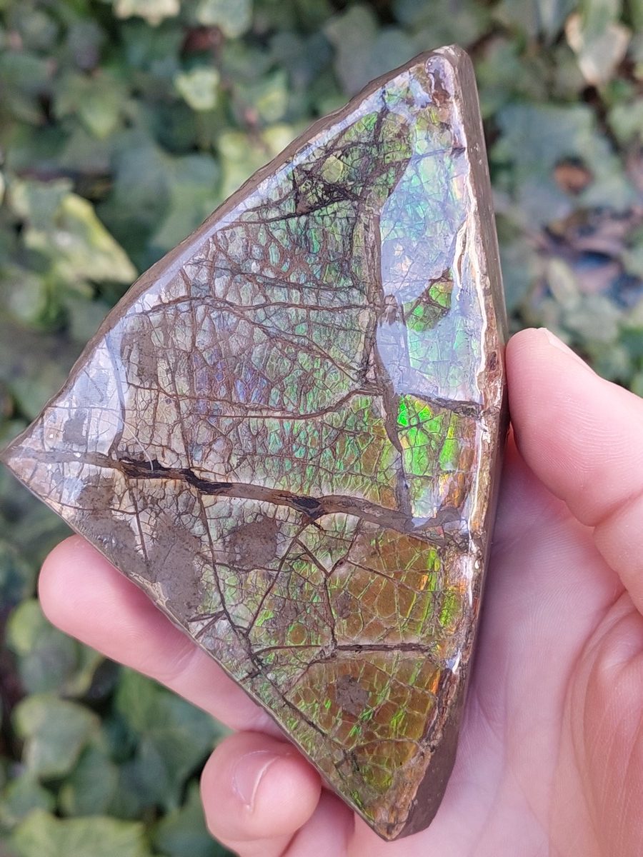 Ammolite brute du Canada | Boutique suisse Lithothérapie & minéraux du monde
