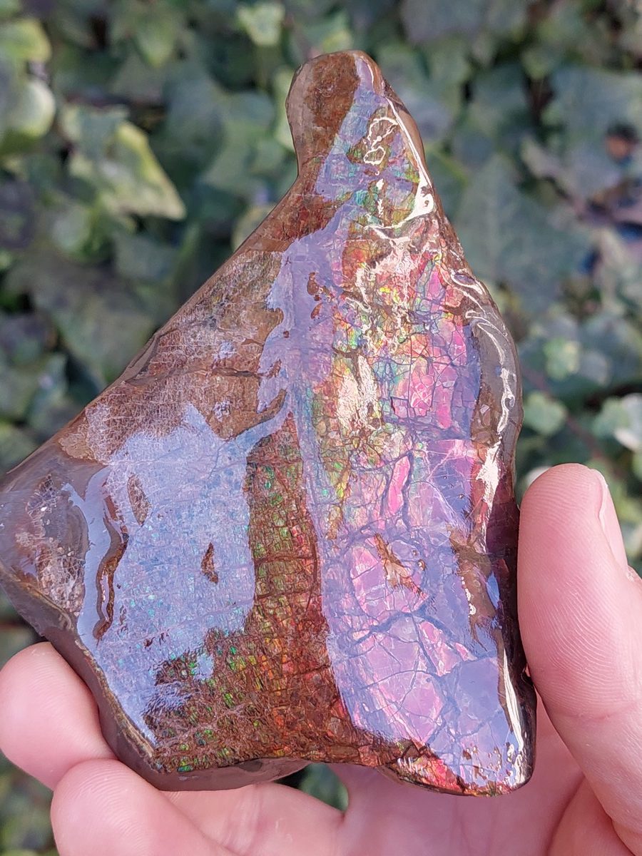 Ammolite brute du Canada | Boutique suisse Lithothérapie & minéraux du monde