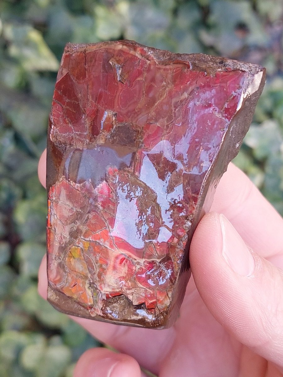 Ammolite brute du Canada | Boutique suisse Lithothérapie & minéraux du monde