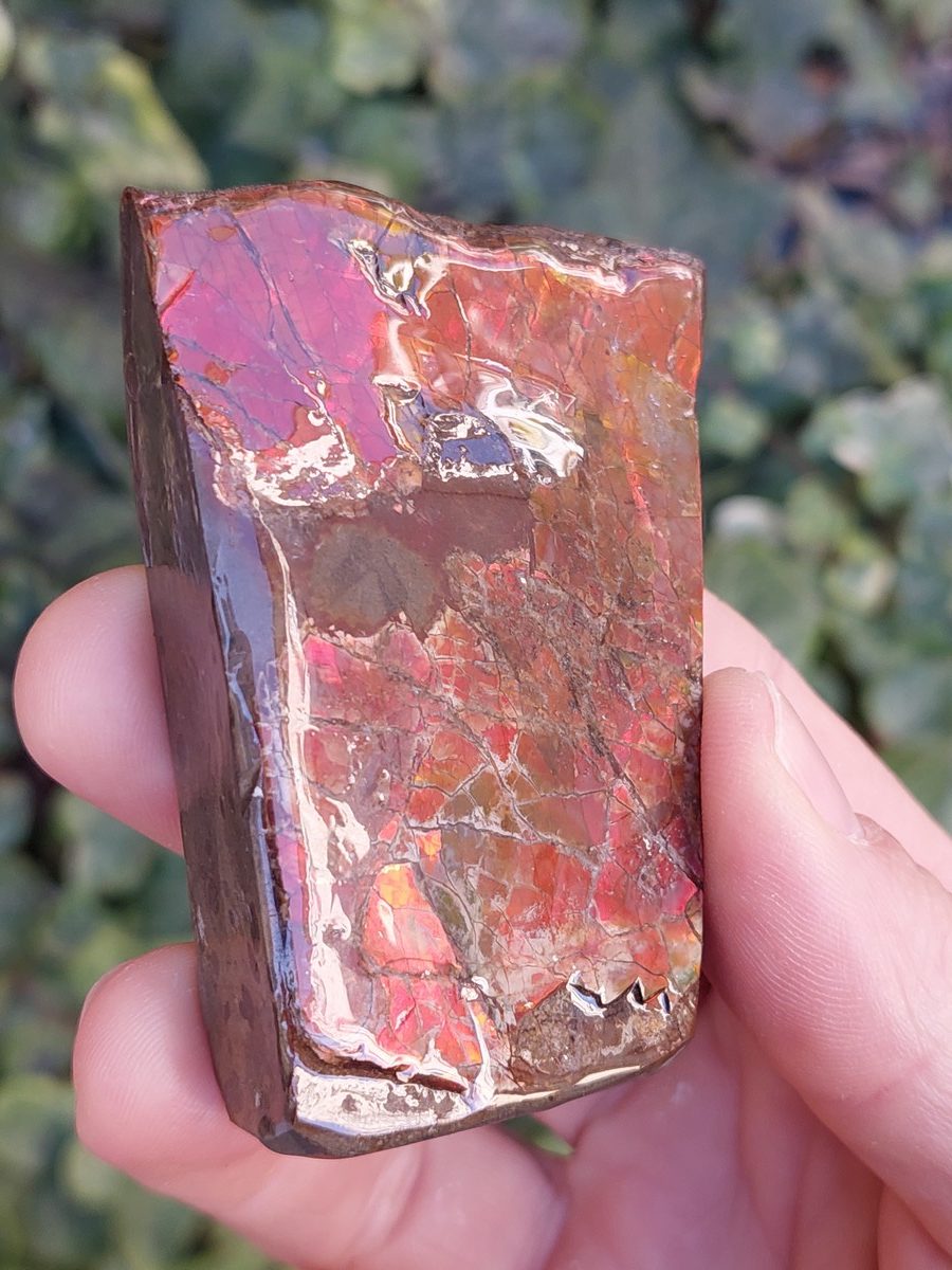 Ammolite brute du Canada | Boutique suisse Lithothérapie & minéraux du monde