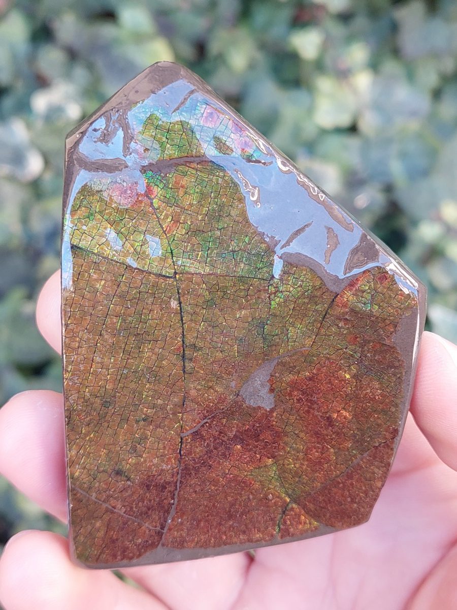 Ammolite brute du Canada | Boutique suisse Lithothérapie & minéraux du monde