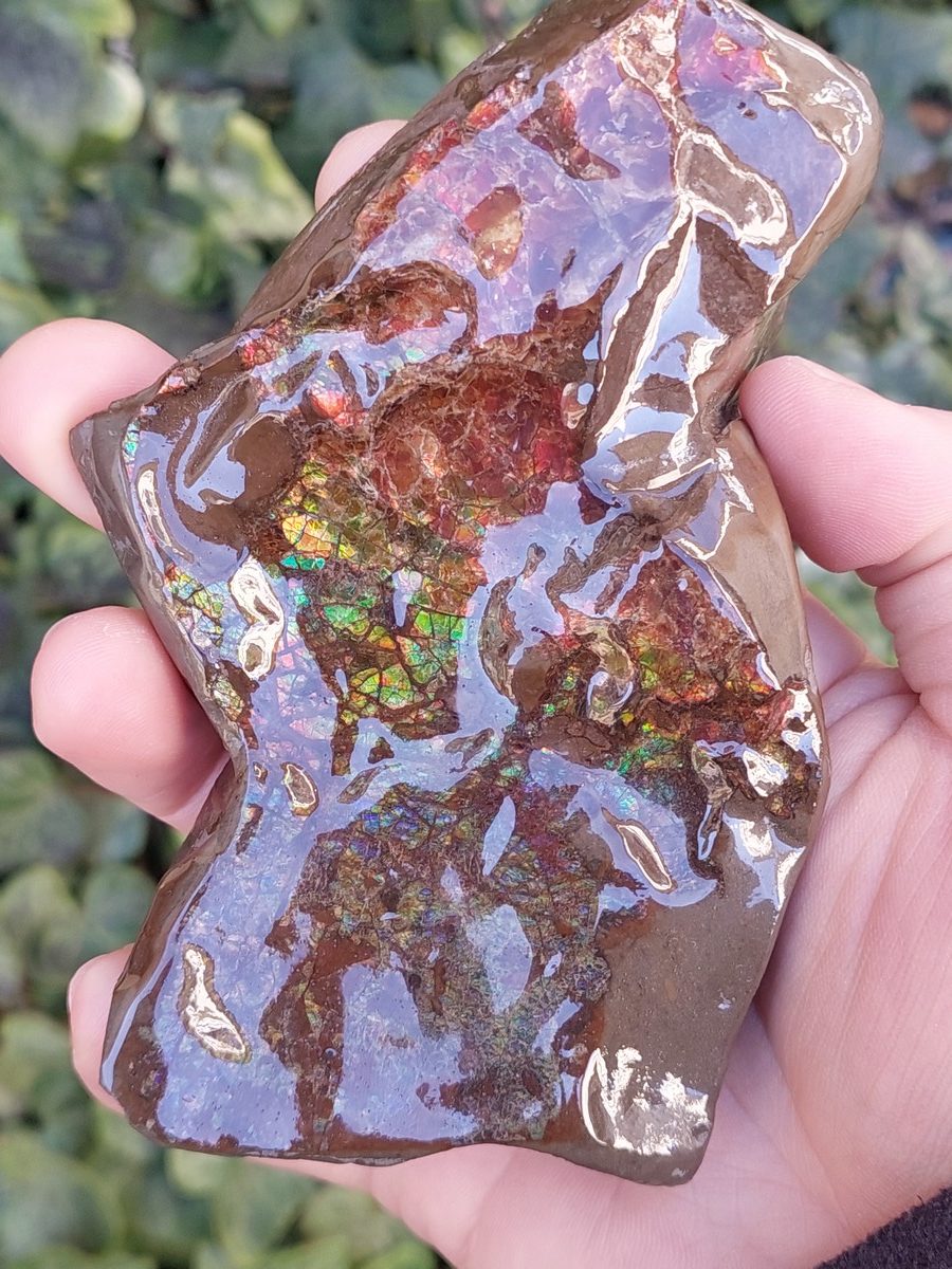 Ammolite brute du Canada | Boutique suisse Lithothérapie & minéraux du monde