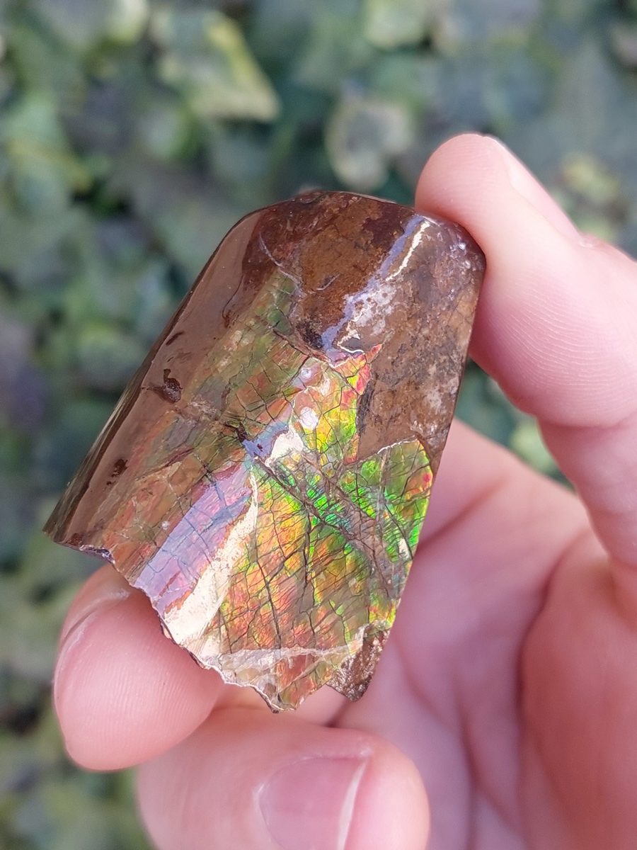 Ammolite brute du Canada | Boutique suisse Lithothérapie & minéraux du monde