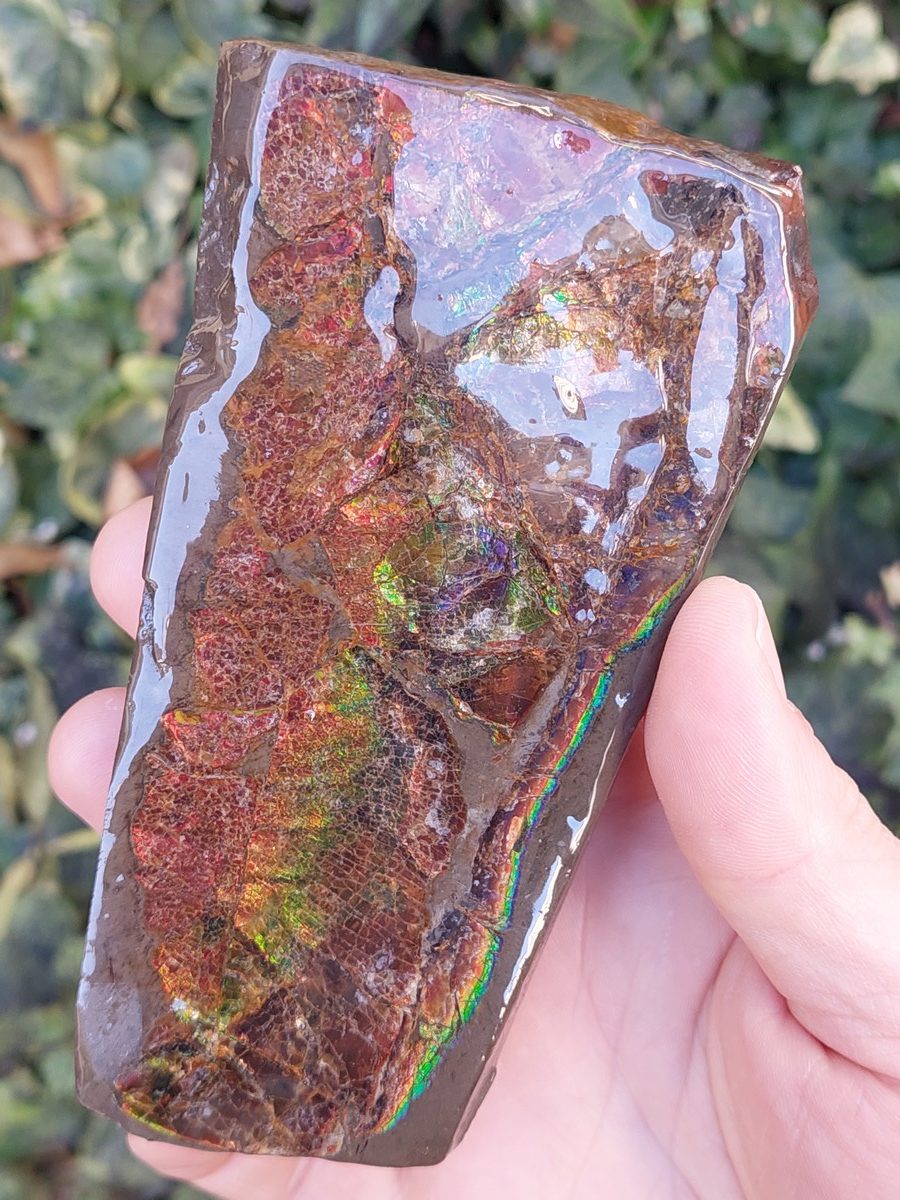 Ammolite brute du Canada | Boutique suisse Lithothérapie & minéraux du monde