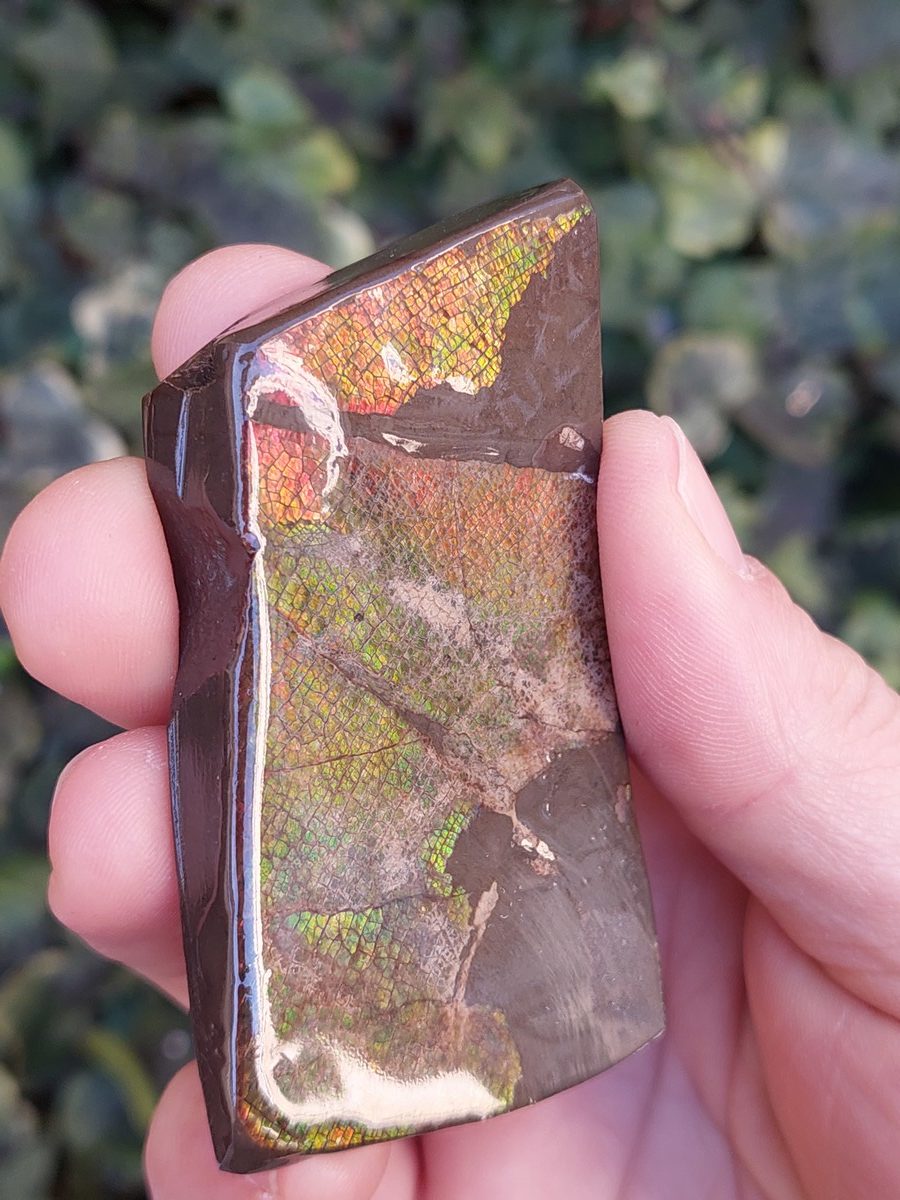 Ammolite brute du Canada | Boutique suisse Lithothérapie & minéraux du monde