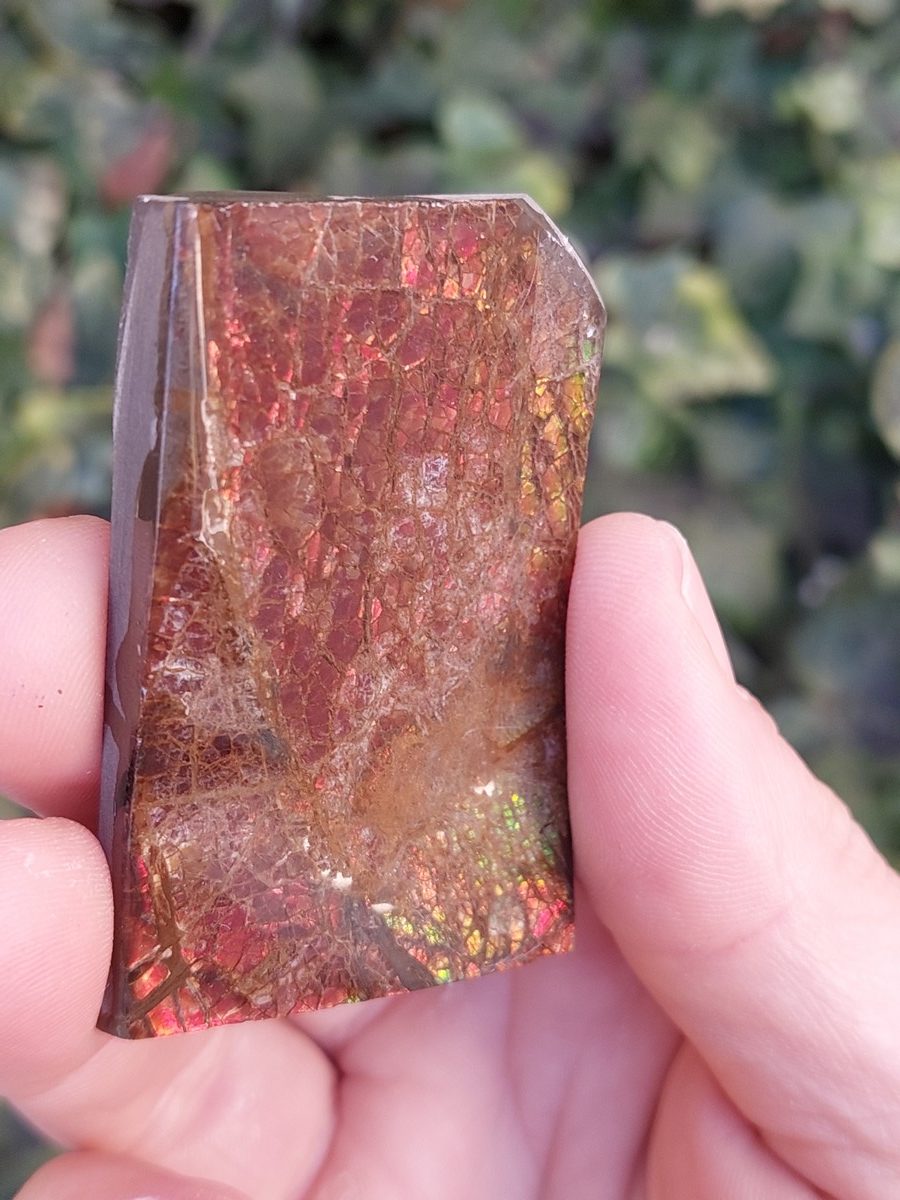 Ammolite brute du Canada | Boutique suisse Lithothérapie & minéraux du monde