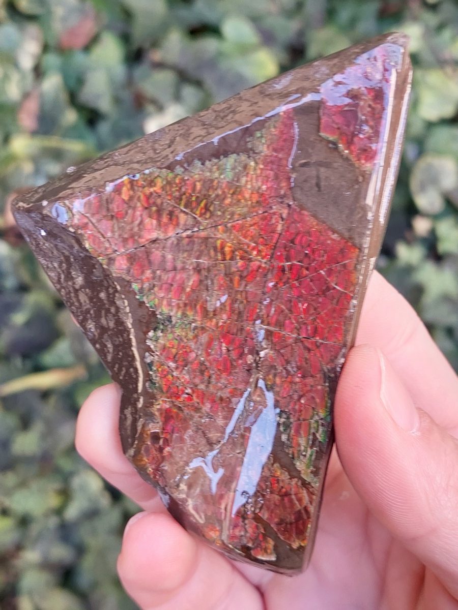 Ammolite brute du Canada | Boutique suisse Lithothérapie & minéraux du monde