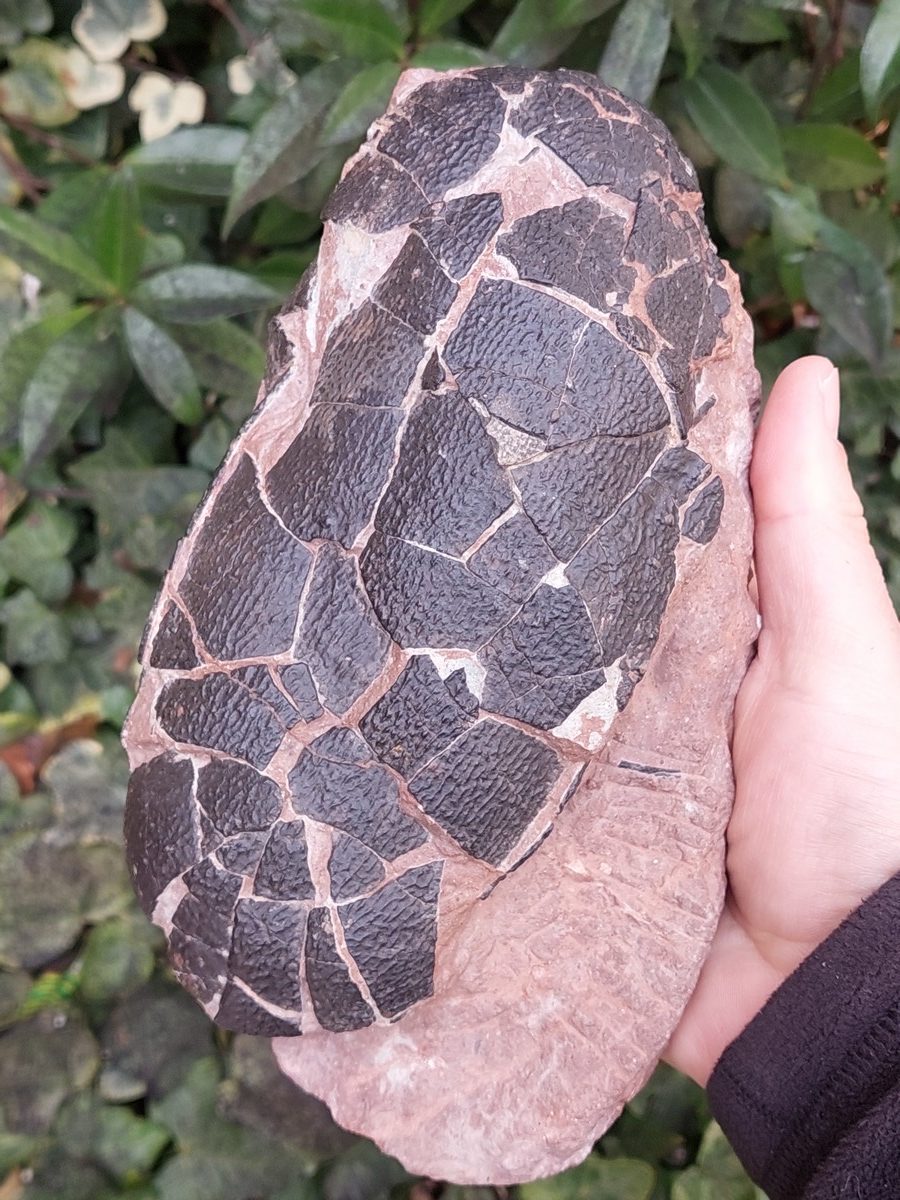 Oeuf fossil d'Oviraptor dinosaure - Boutique suisse de minéraux du monde & lithothérapie