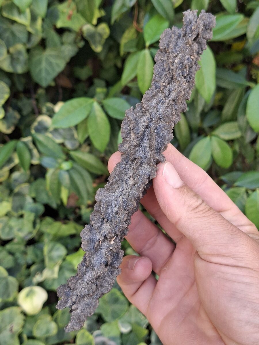 Fulgurite brute du Niger | Boutique suisse de pierres et minéraux de collection