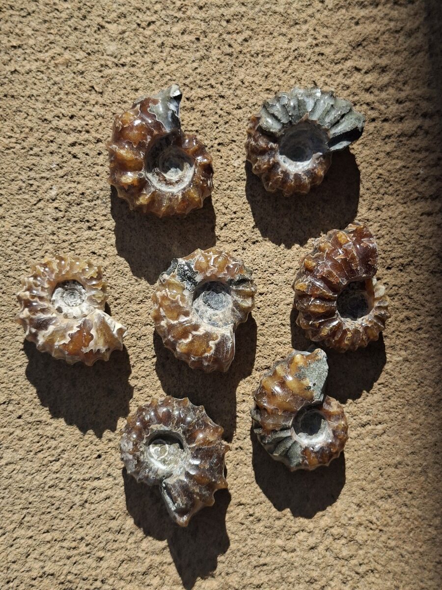 Fossile d'Ammonite tracteur - Boutique suisse de minéraux du monde & lithothérapie