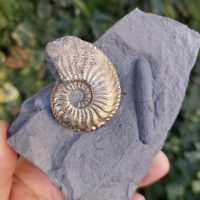 Ammonite